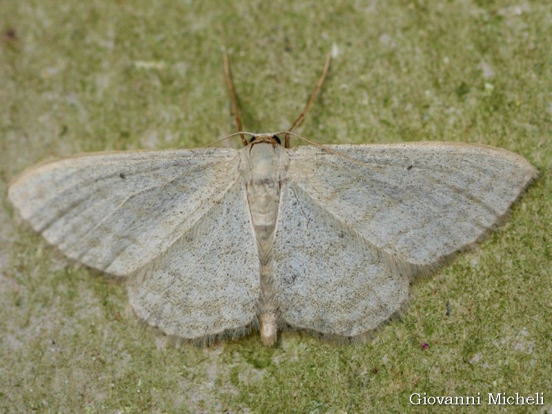 Idaea...? Idaea subsericeata - Geometridae